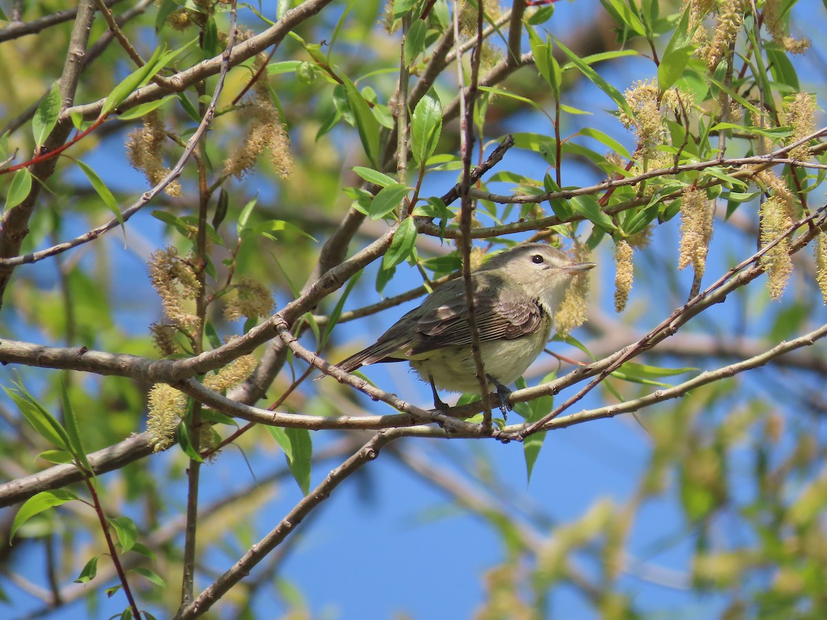 Warbling Vireo - ML569960011