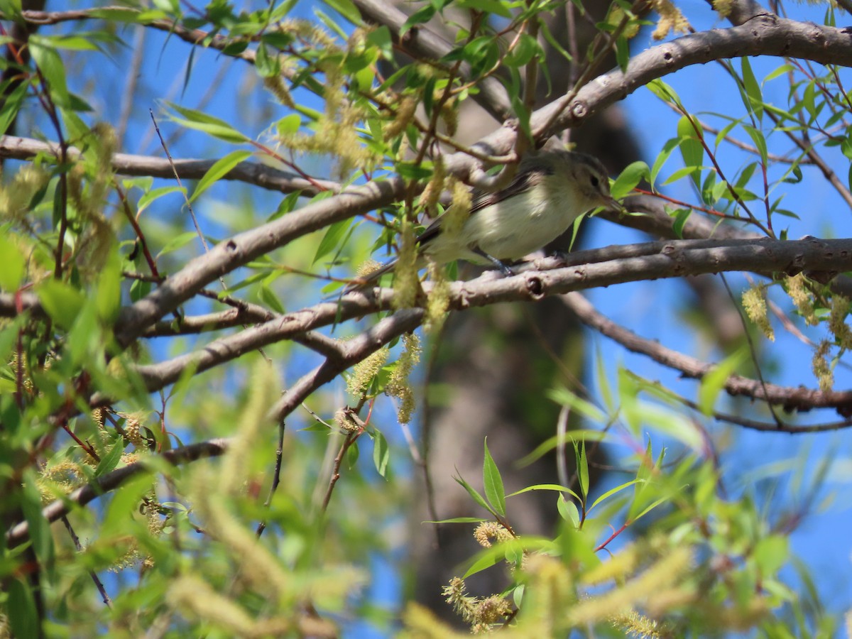 Warbling Vireo - ML569960021