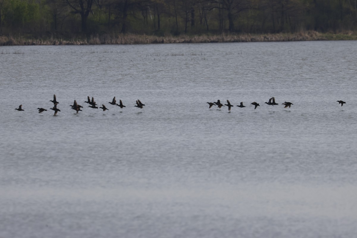 Ruddy Duck - ML569962081