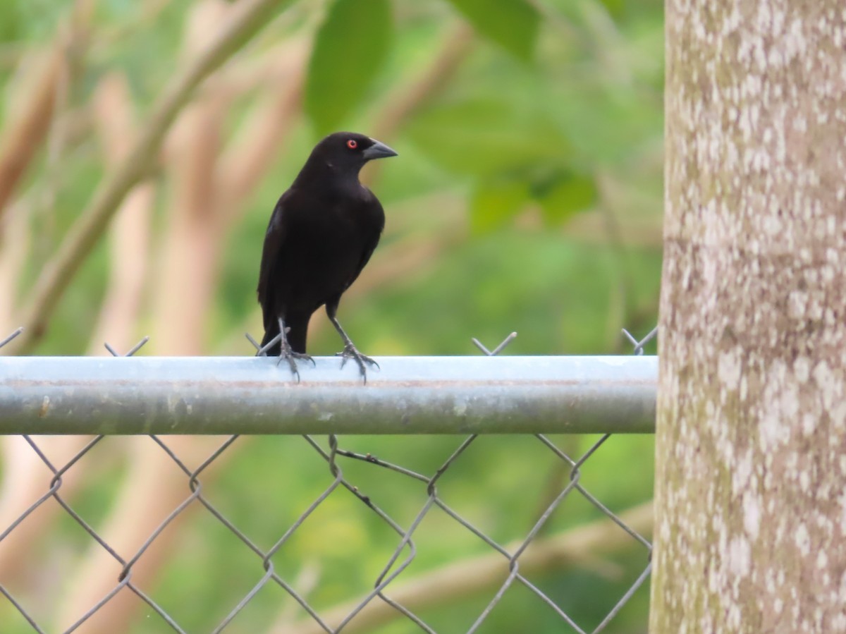 Bronzed Cowbird - Jes Christian Bech