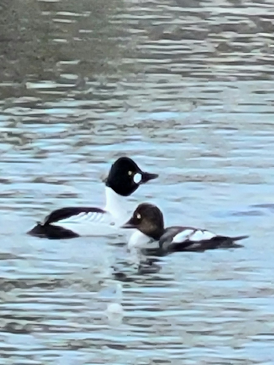 Common Goldeneye - Séraphin Poudrier