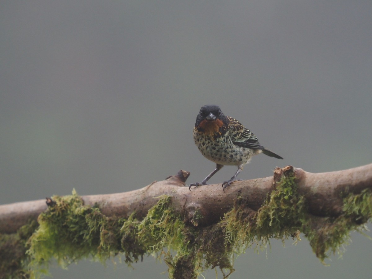 Rufous-throated Tanager - ML569963461