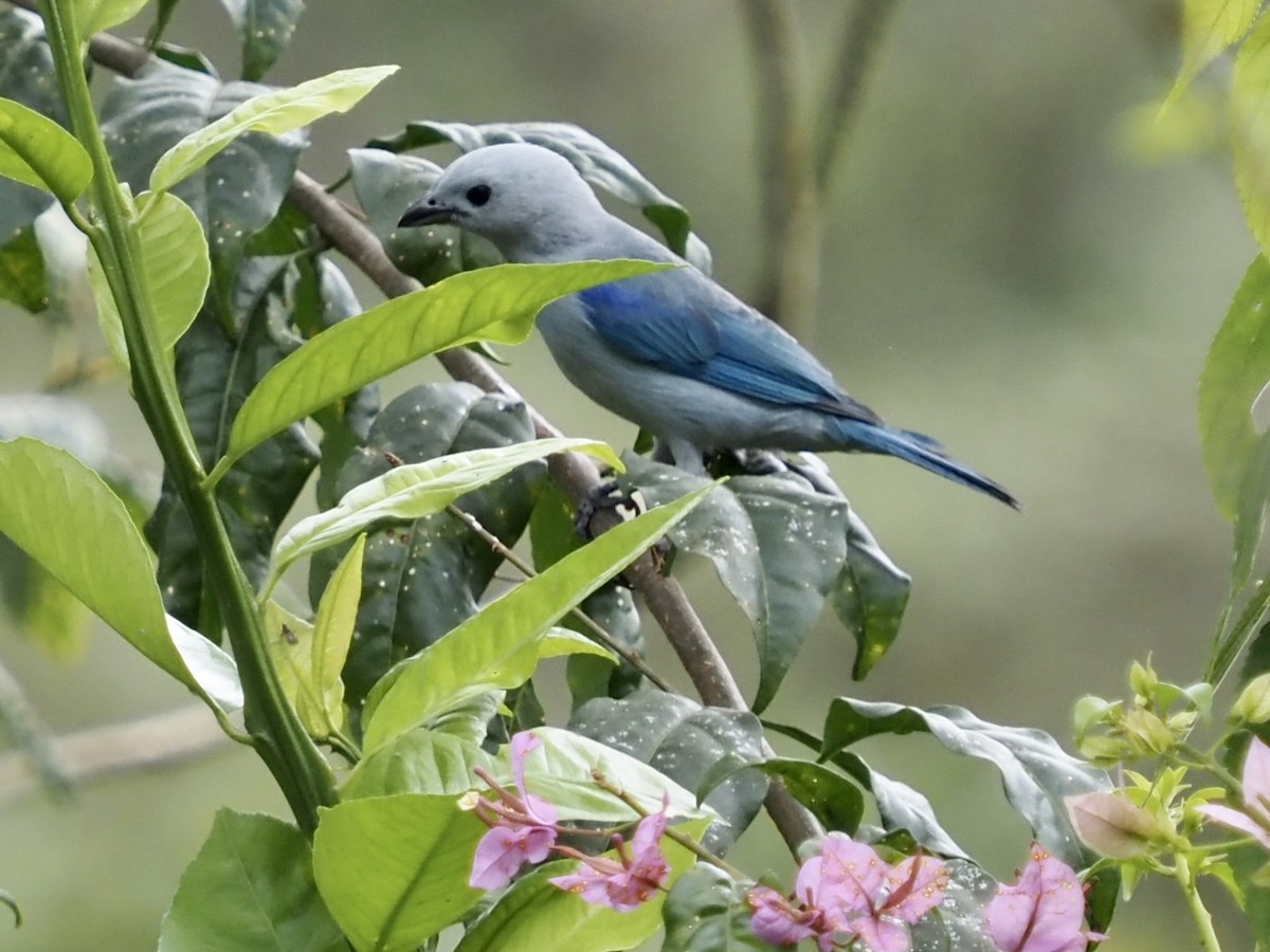 Blue-gray Tanager - ML569963691