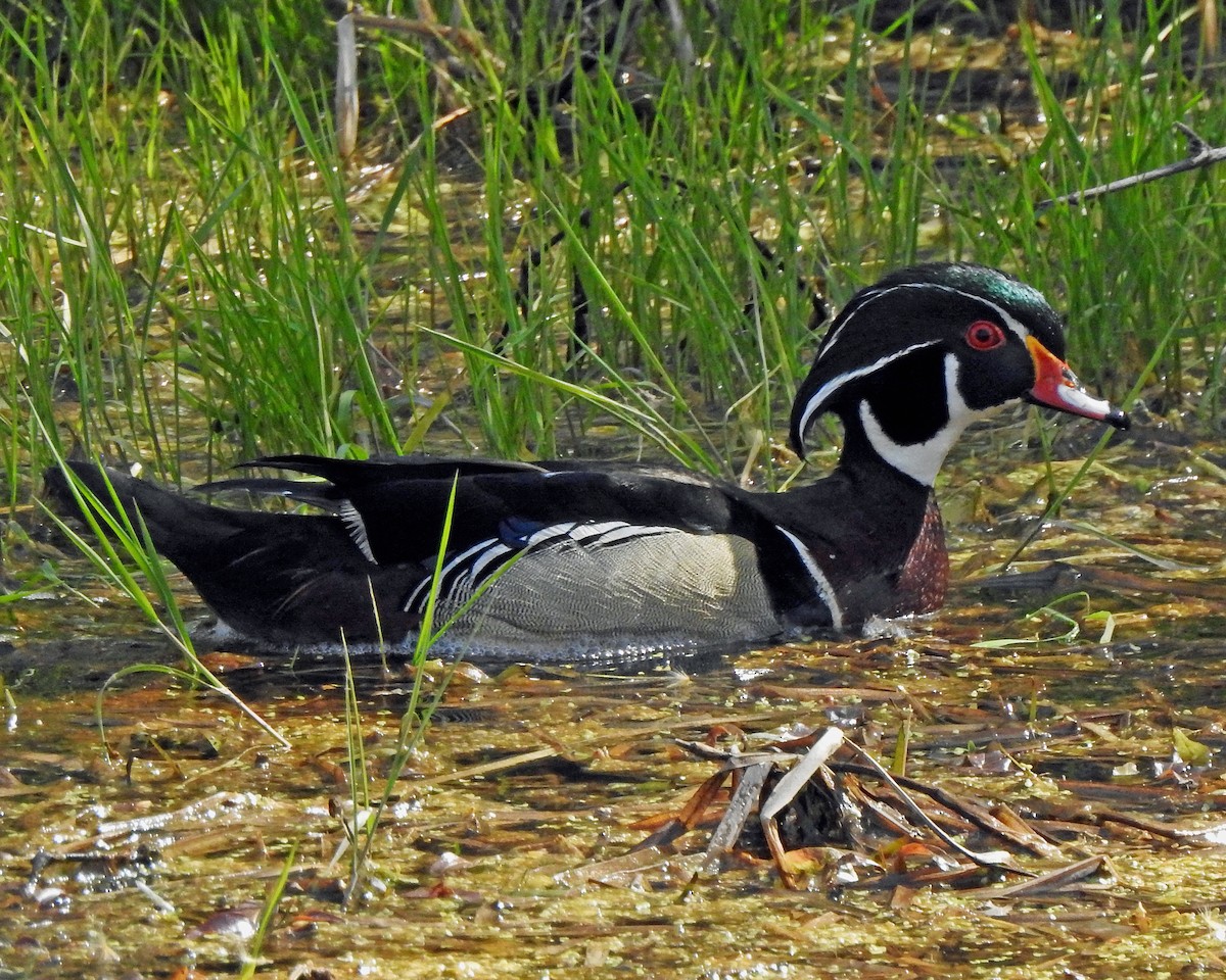 Wood Duck - ML569963941