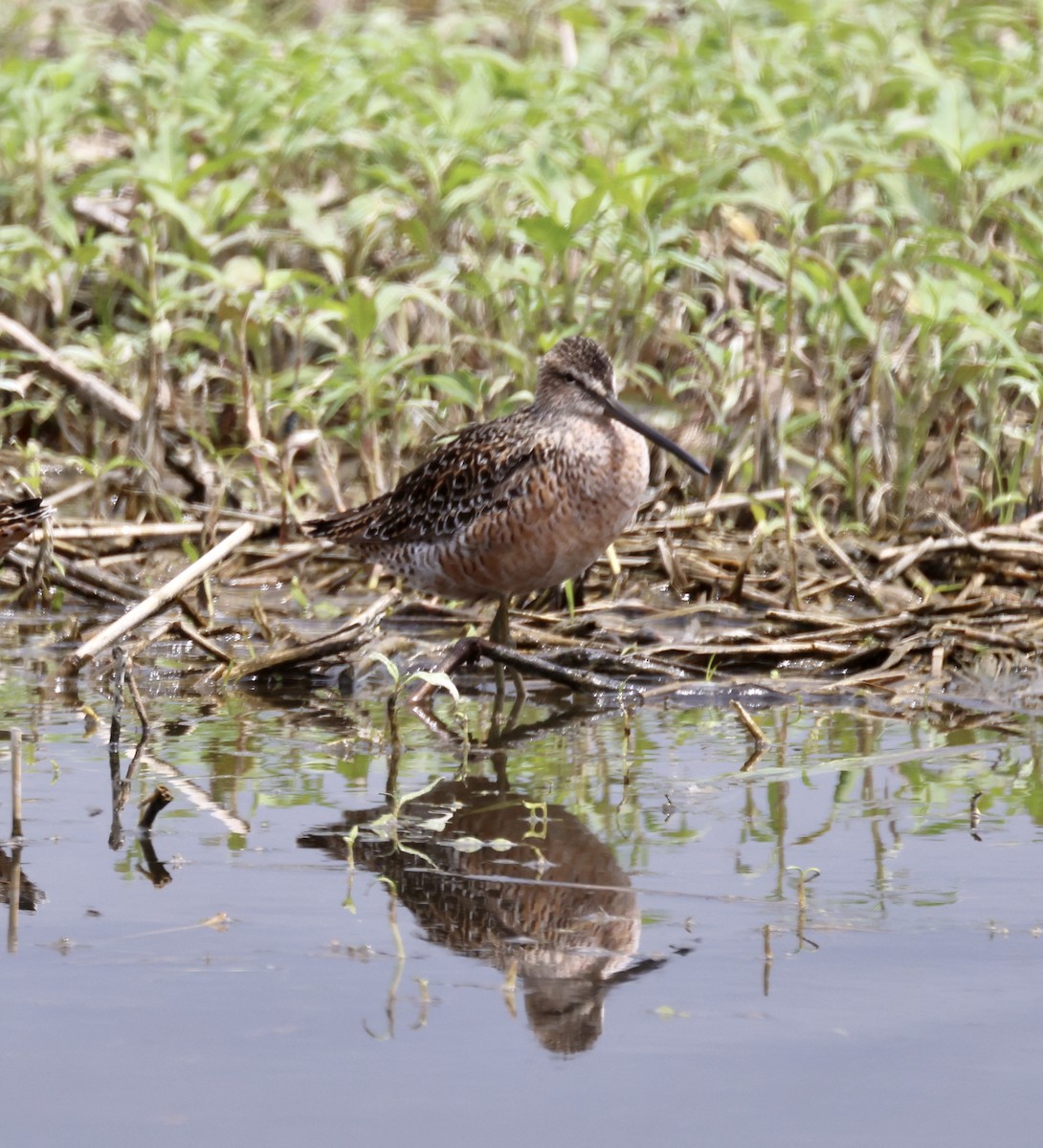 Long-billed Dowitcher - ML569964171