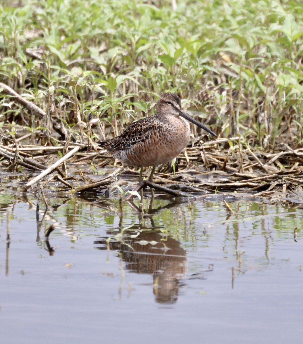 Long-billed Dowitcher - ML569964181