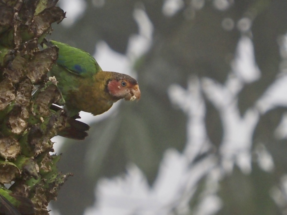 Rose-faced Parrot - ML569964531