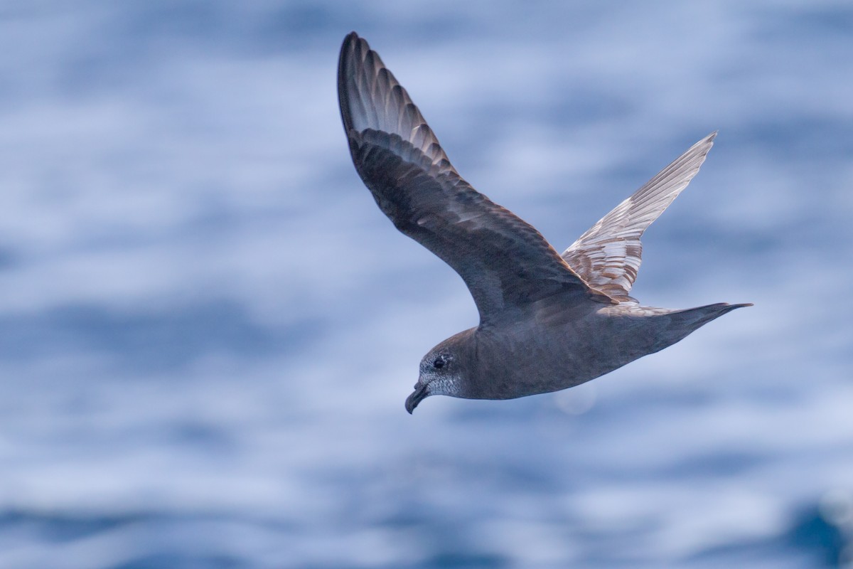 Murphy's Petrel - ML569965441