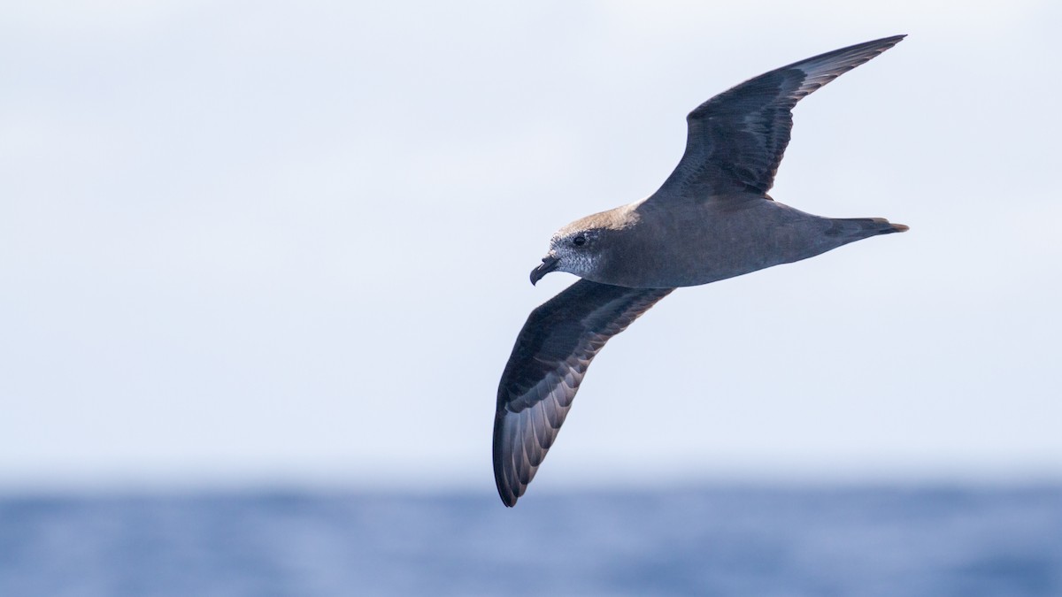 Murphy's Petrel - ML569965621