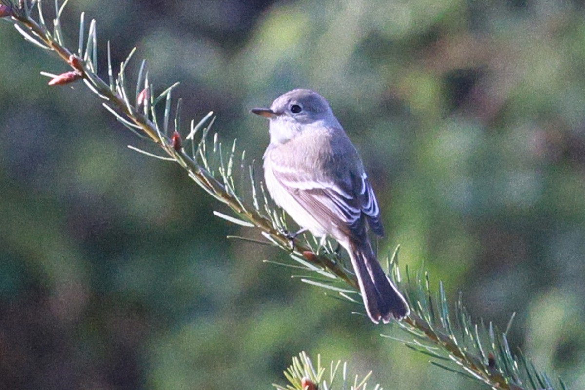 Gray Flycatcher - Noah Strycker