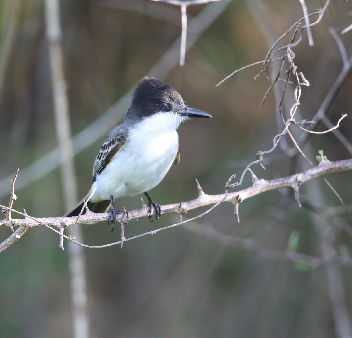 Loggerhead Kingbird - ML569969461