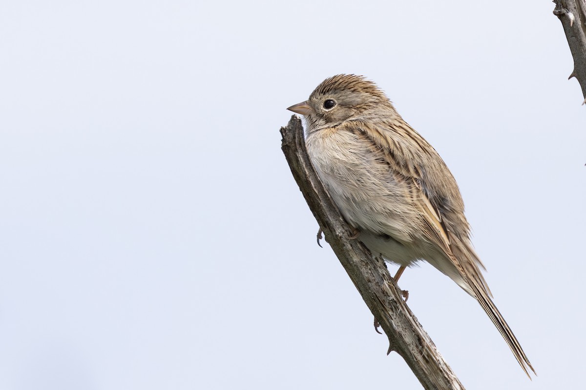 Brewer's Sparrow - ML569970411