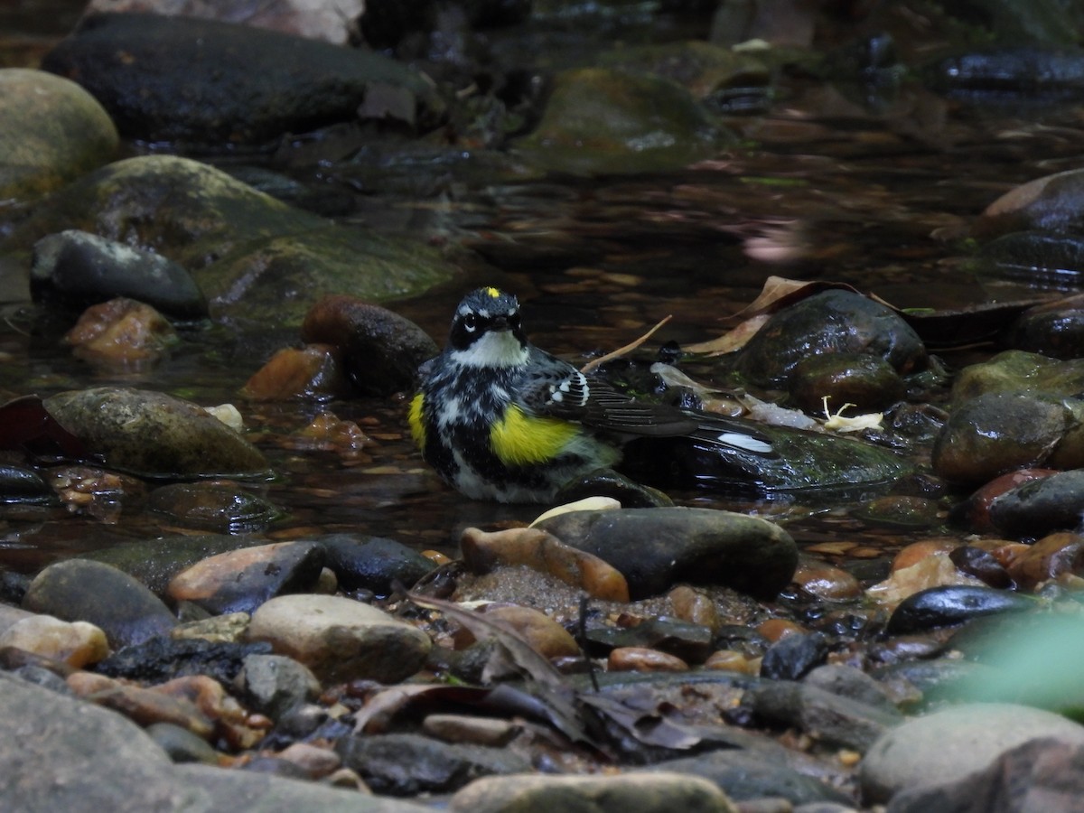 Yellow-rumped Warbler - ML569970751