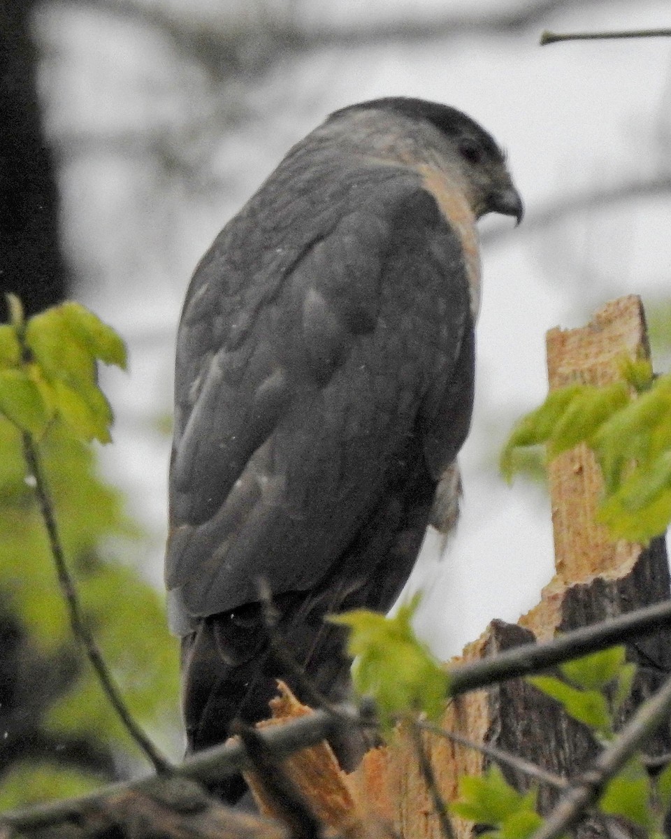 Cooper's Hawk - ML569971531