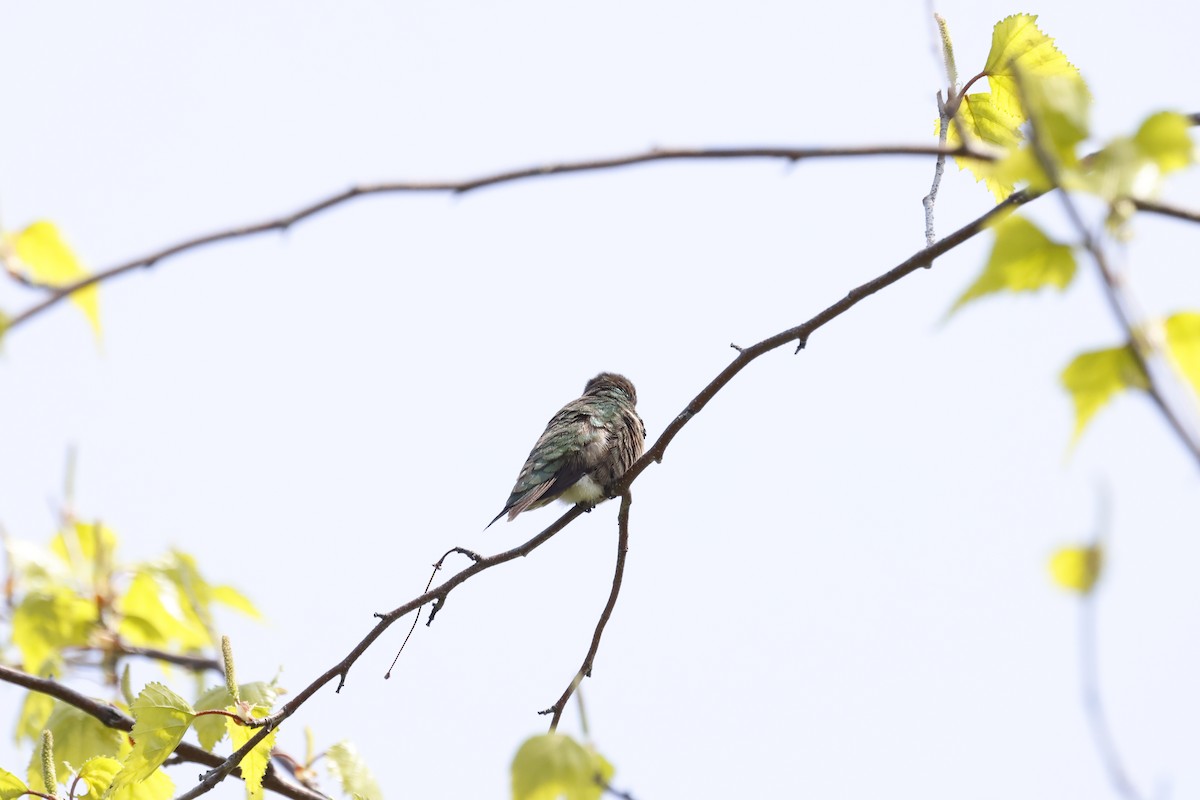 Ruby-throated Hummingbird - Marie Provost