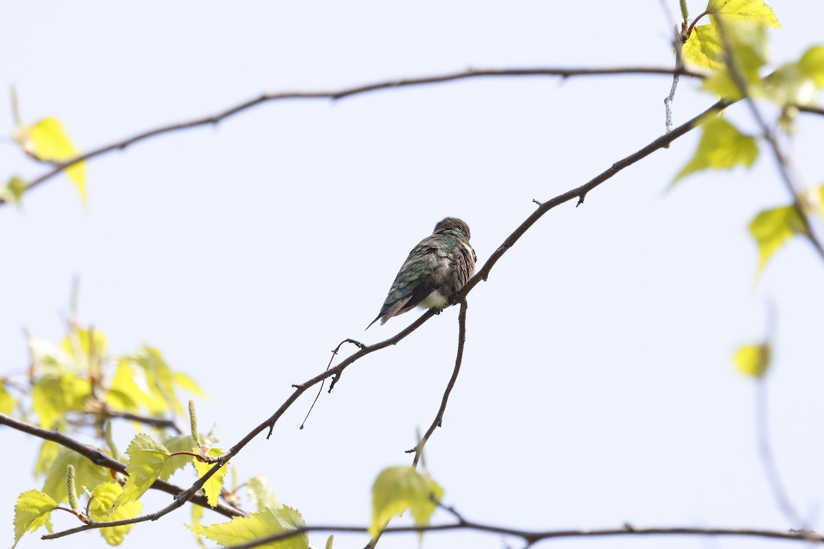 Ruby-throated Hummingbird - Marie Provost