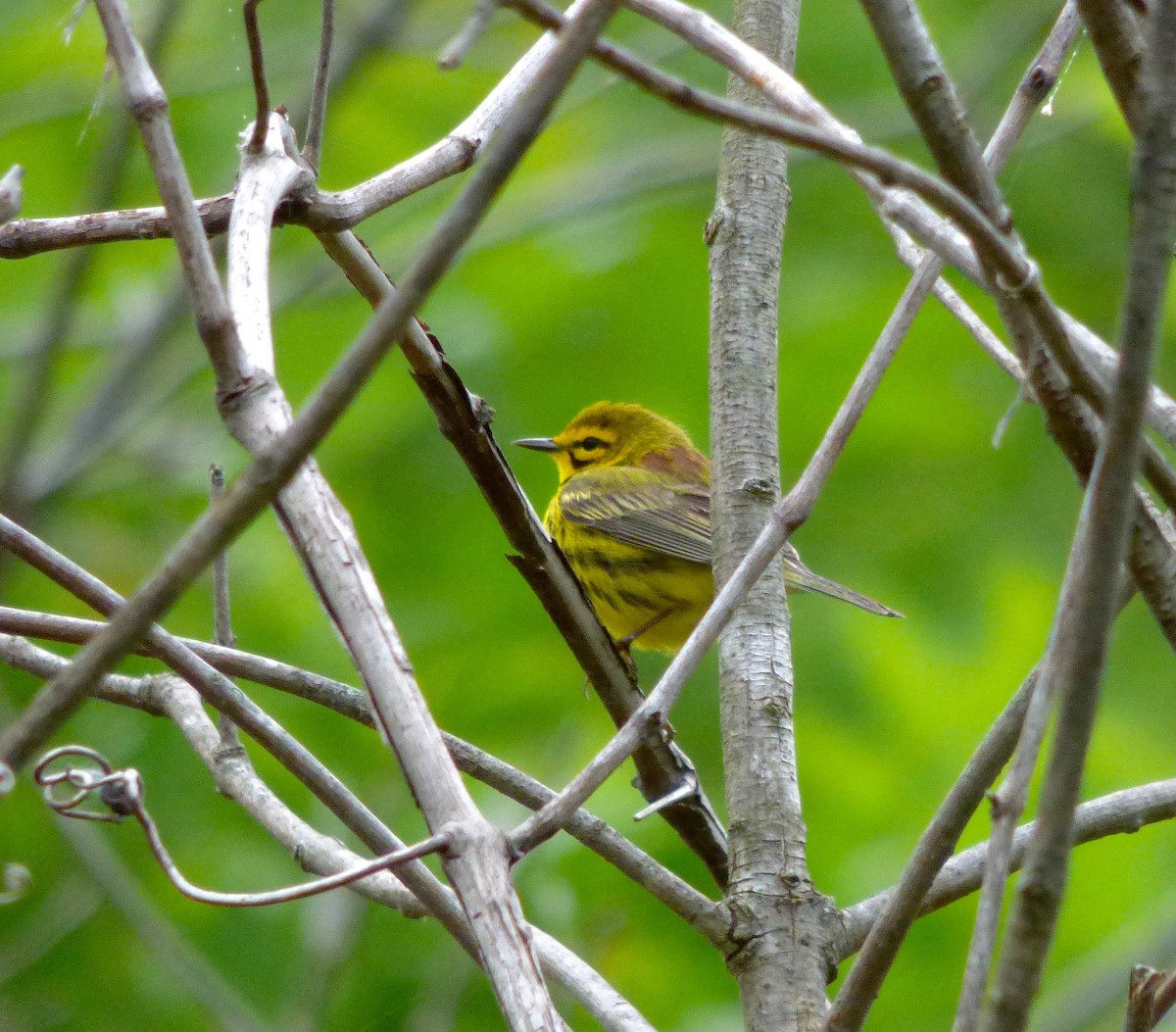 Prairie Warbler - ML56997161