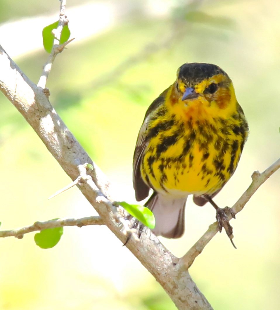 Cape May Warbler - ML569972581