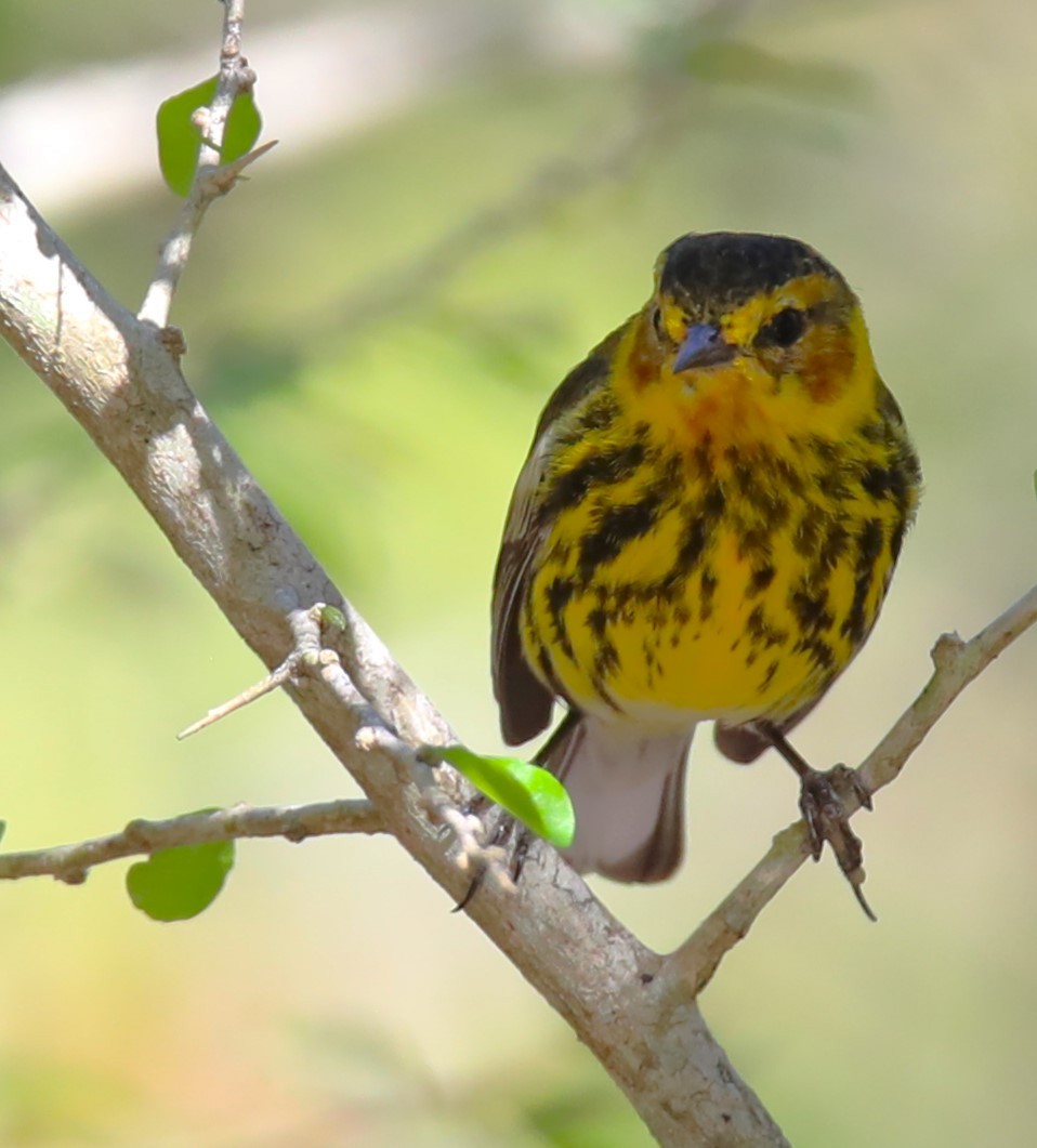Cape May Warbler - ML569972591