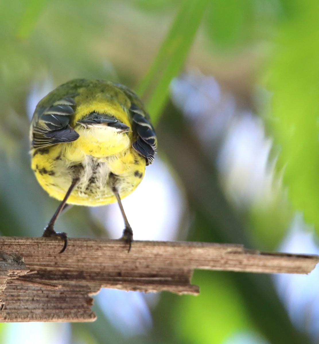Cape May Warbler - ML569972601