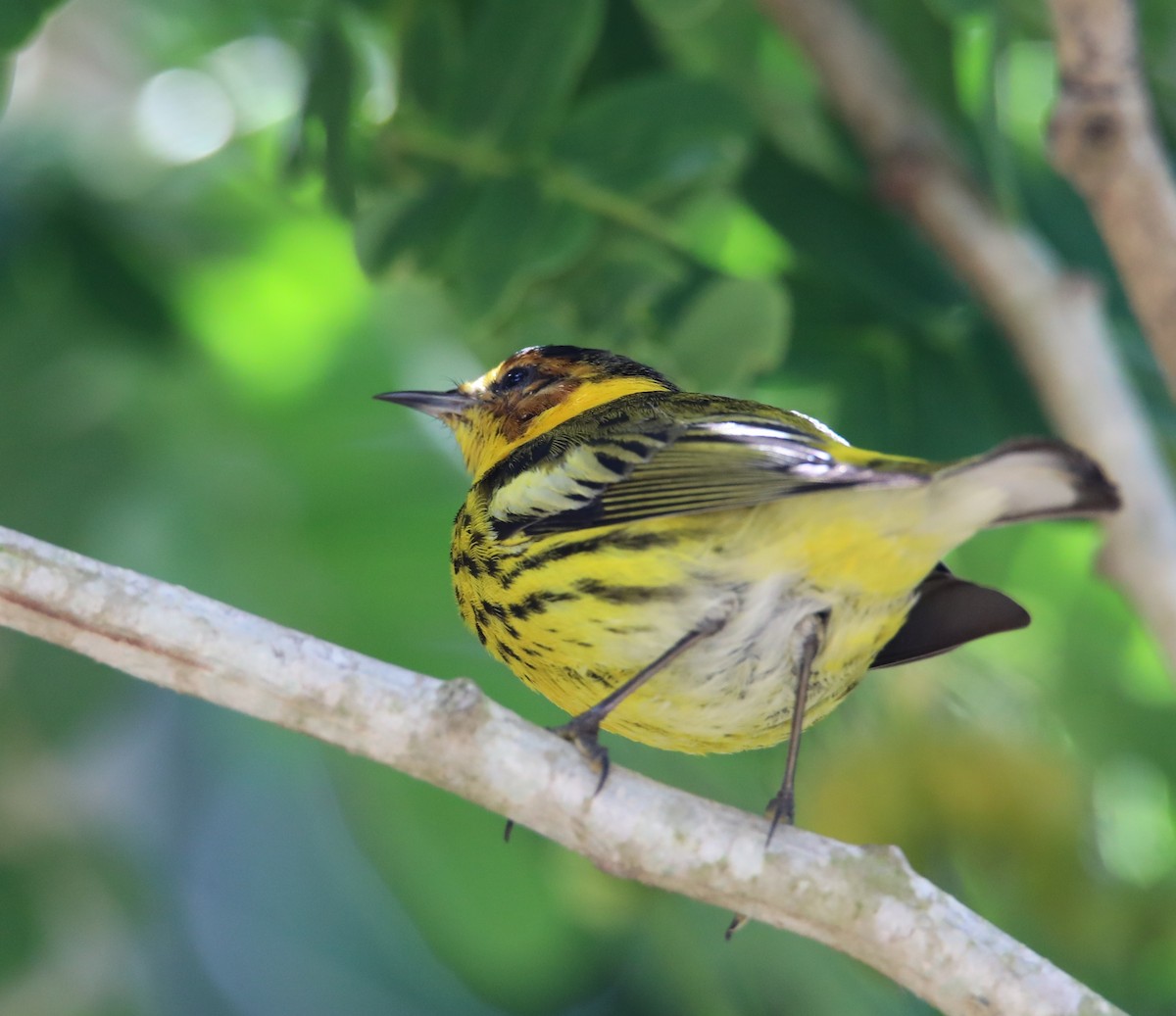 Cape May Warbler - ML569972611