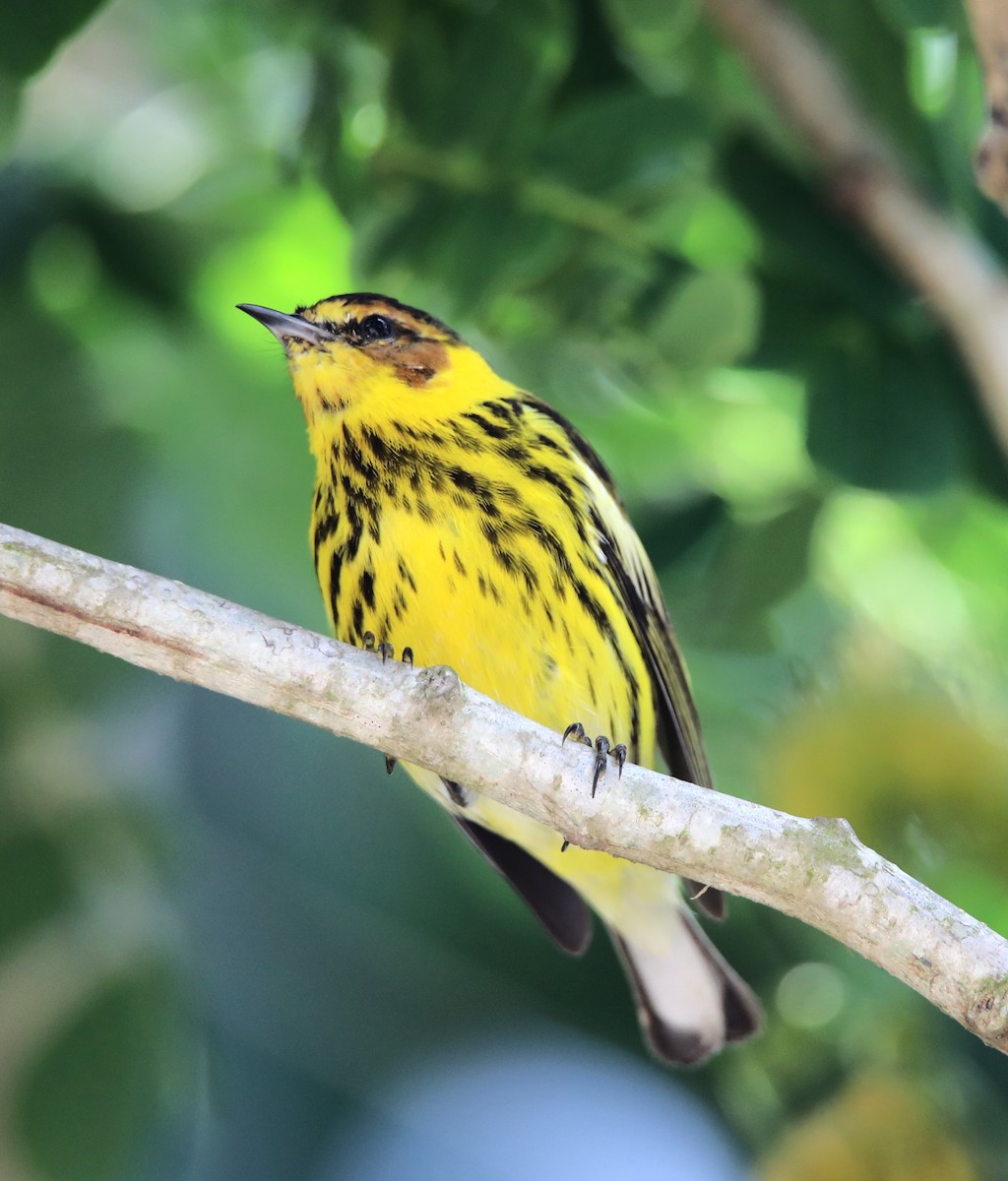 Cape May Warbler - ML569972621