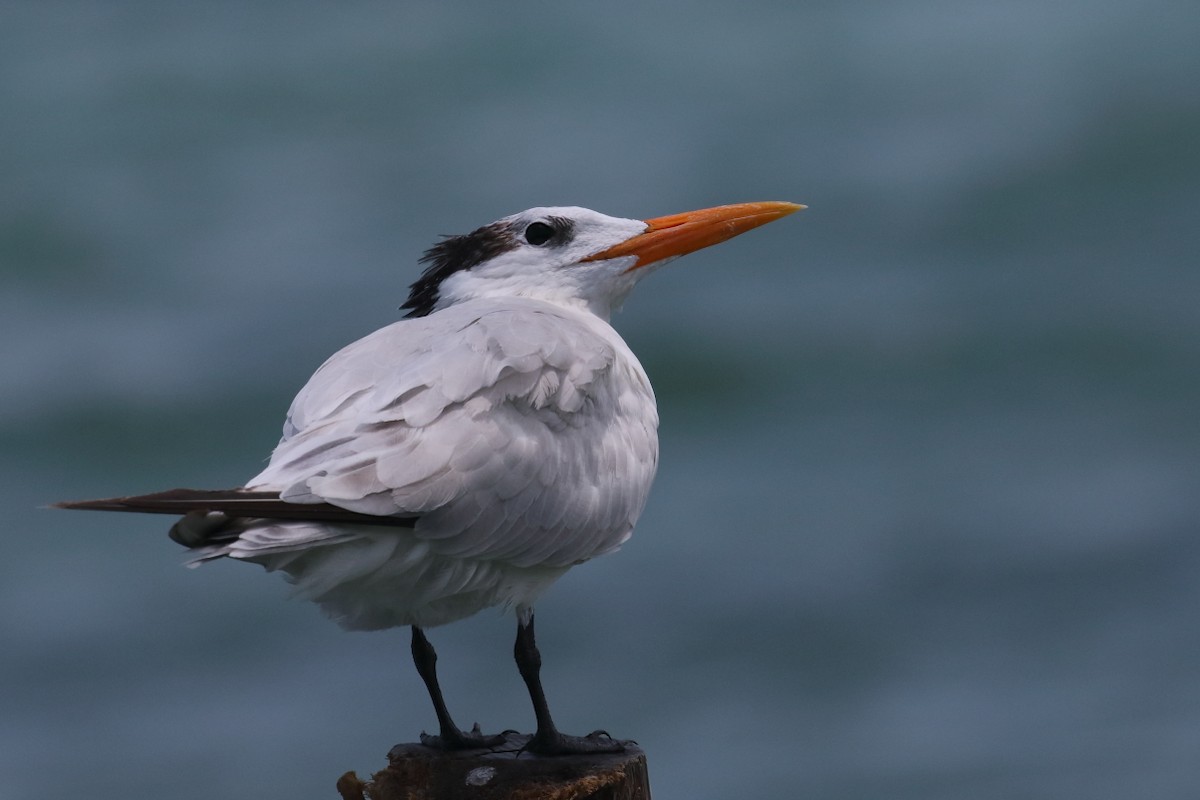 Royal Tern - António Gonçalves