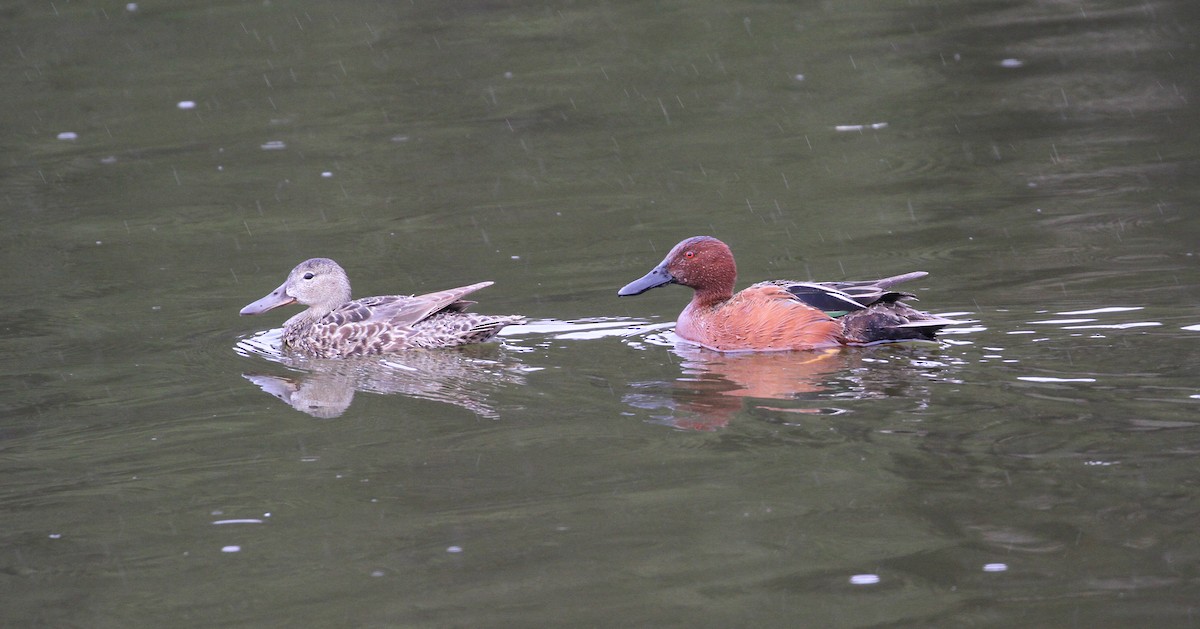 Cinnamon Teal - ML569976341