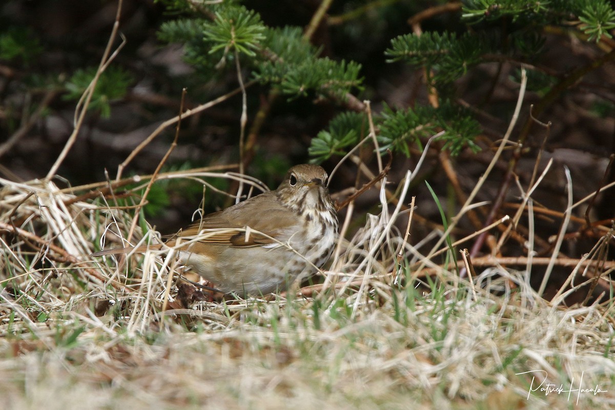 Hermit Thrush - ML569976991