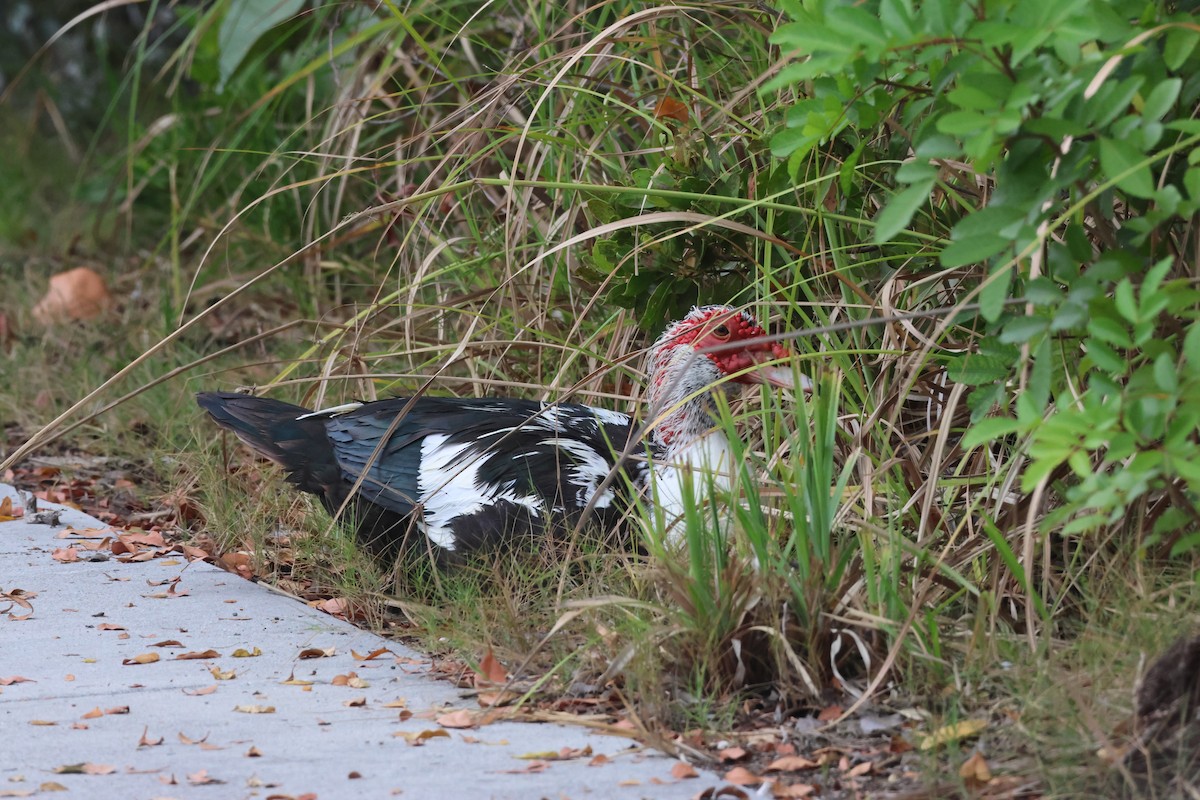 ノバリケン（家畜） - ML569978701