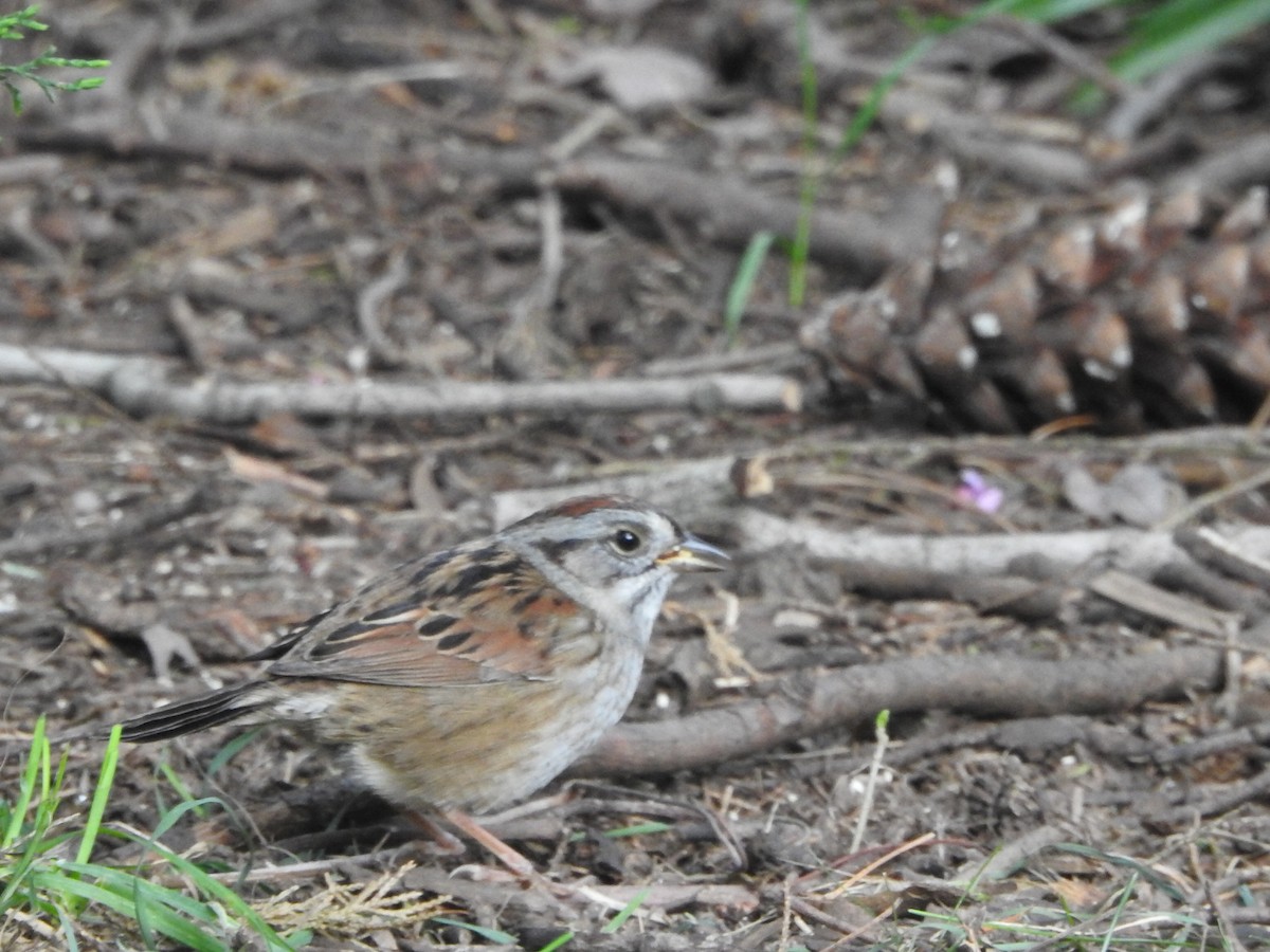 Swamp Sparrow - Barbara S