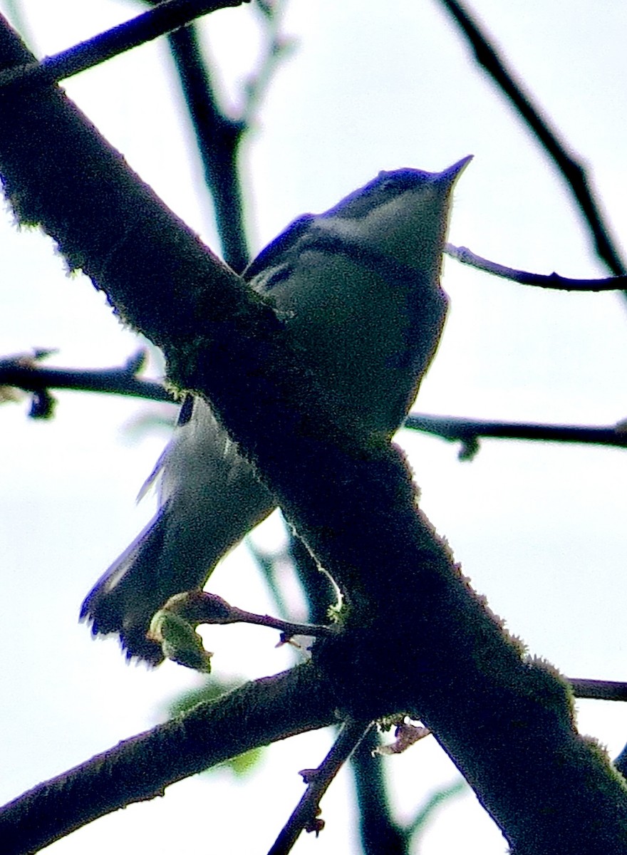 Blauwaldsänger - ML569980981