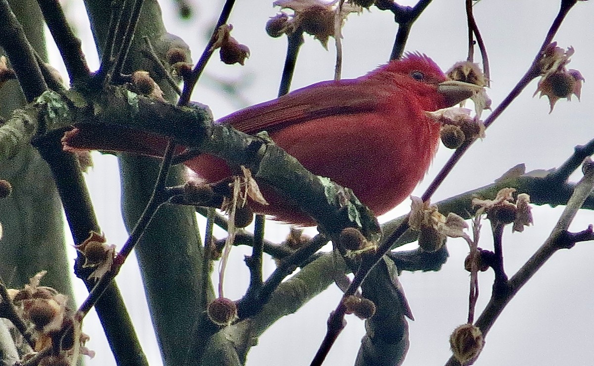 Summer Tanager - ML569981071