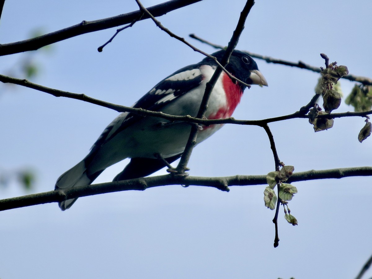 Rose-breasted Grosbeak - ML569981141