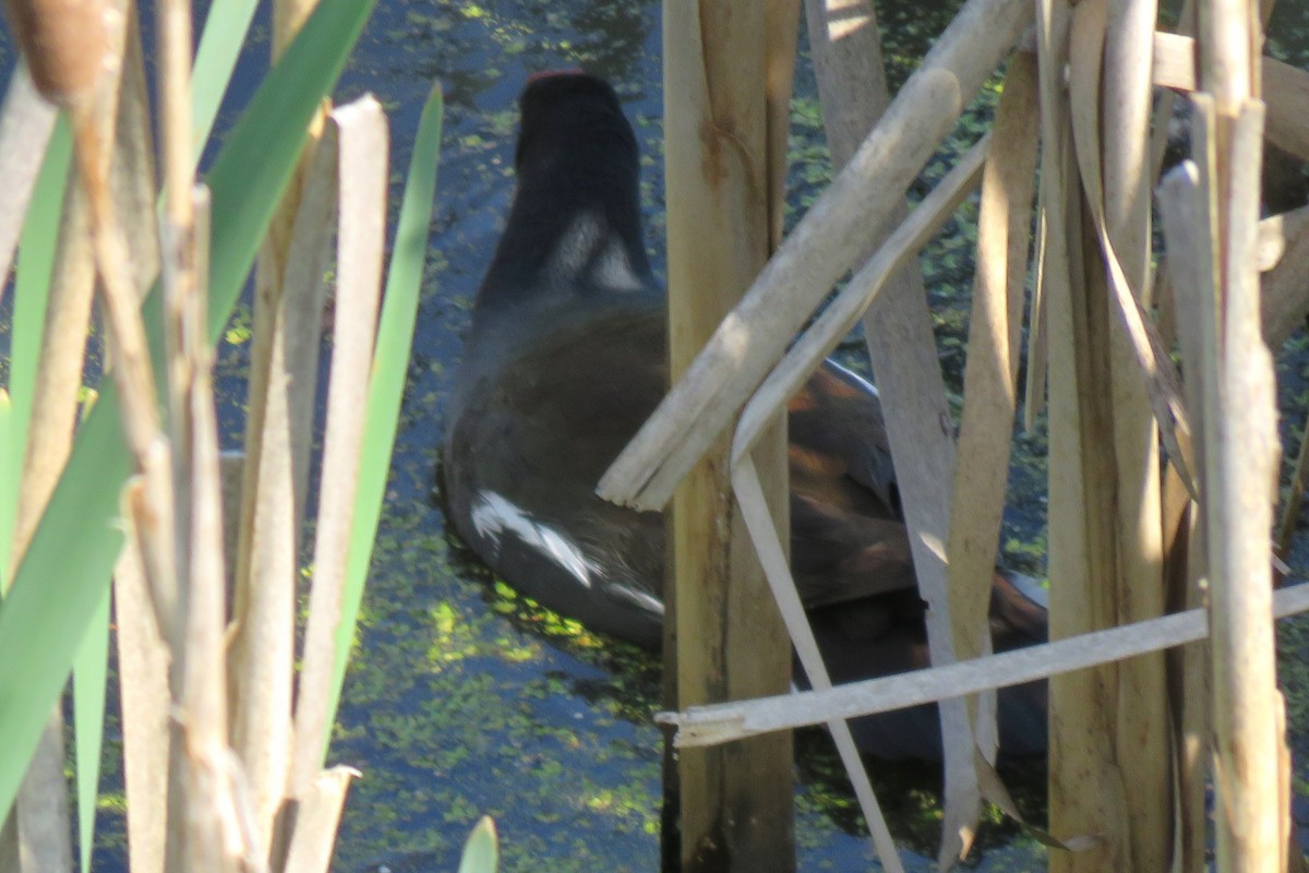 Common Gallinule - ML569981821