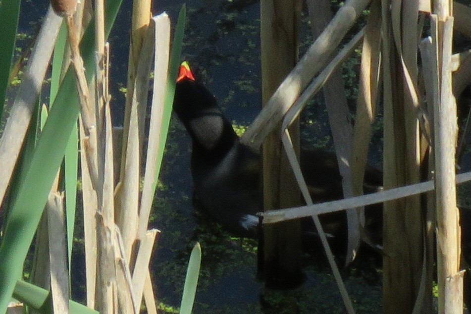 Common Gallinule - ML569983591