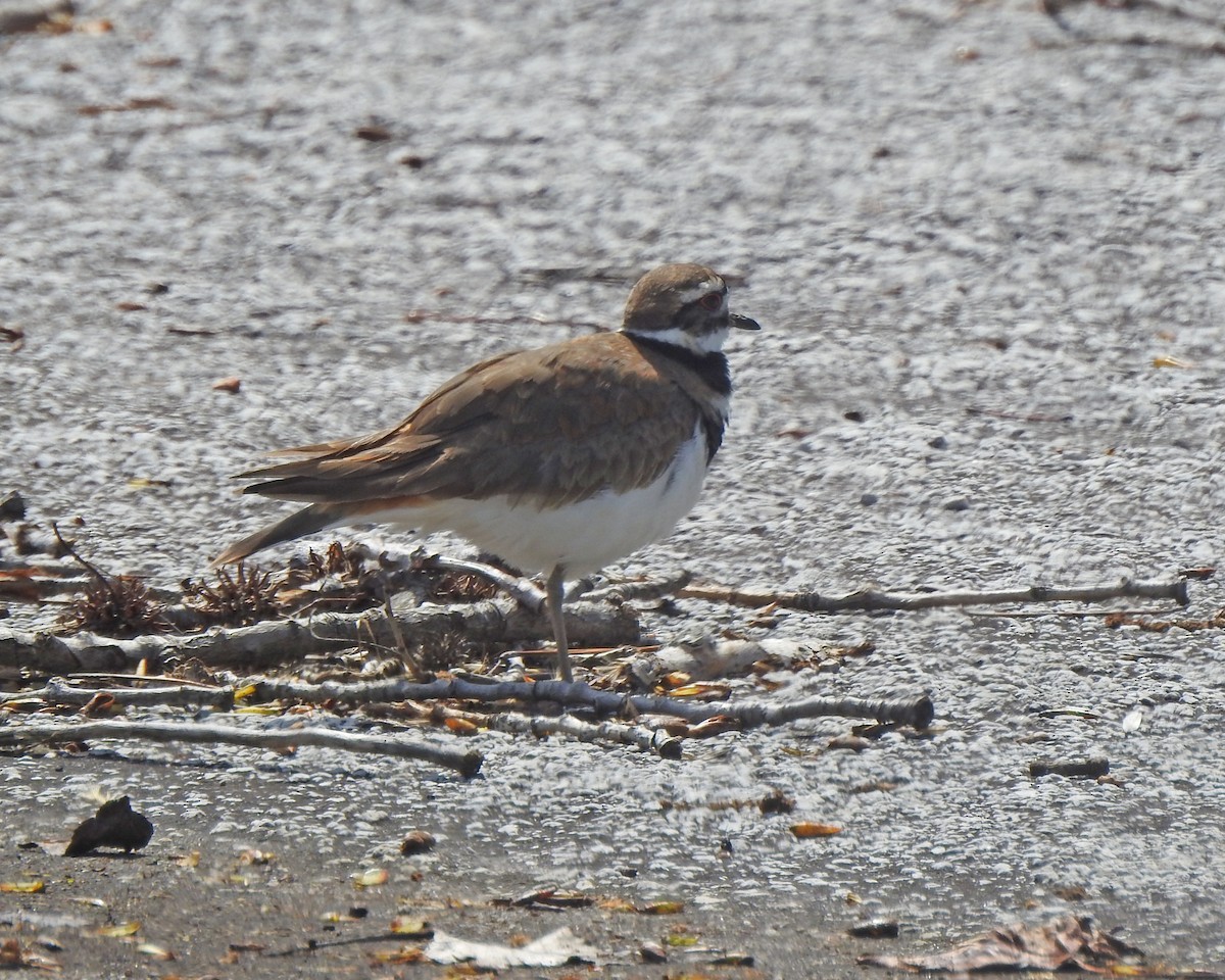 Killdeer - ML569985131