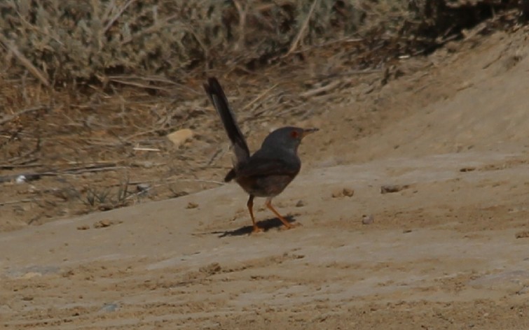 Dartford Warbler - ML569986161