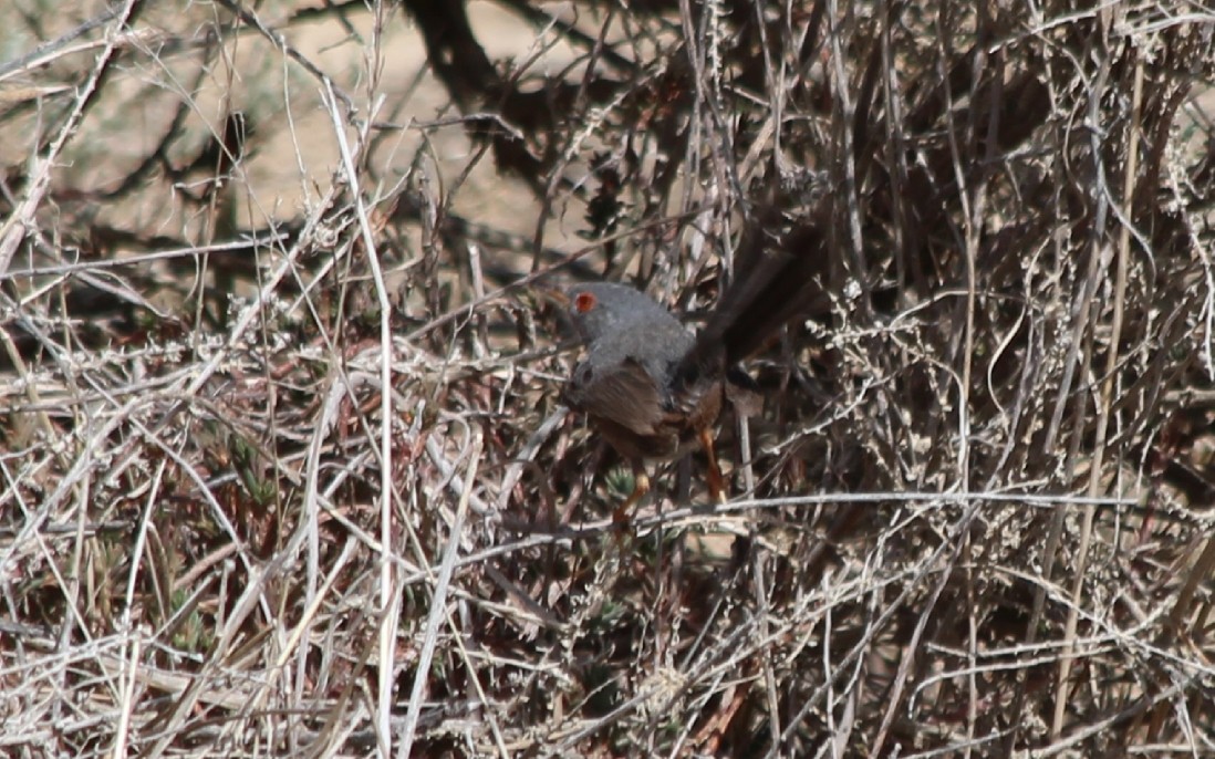 Dartford Warbler - ML569986181