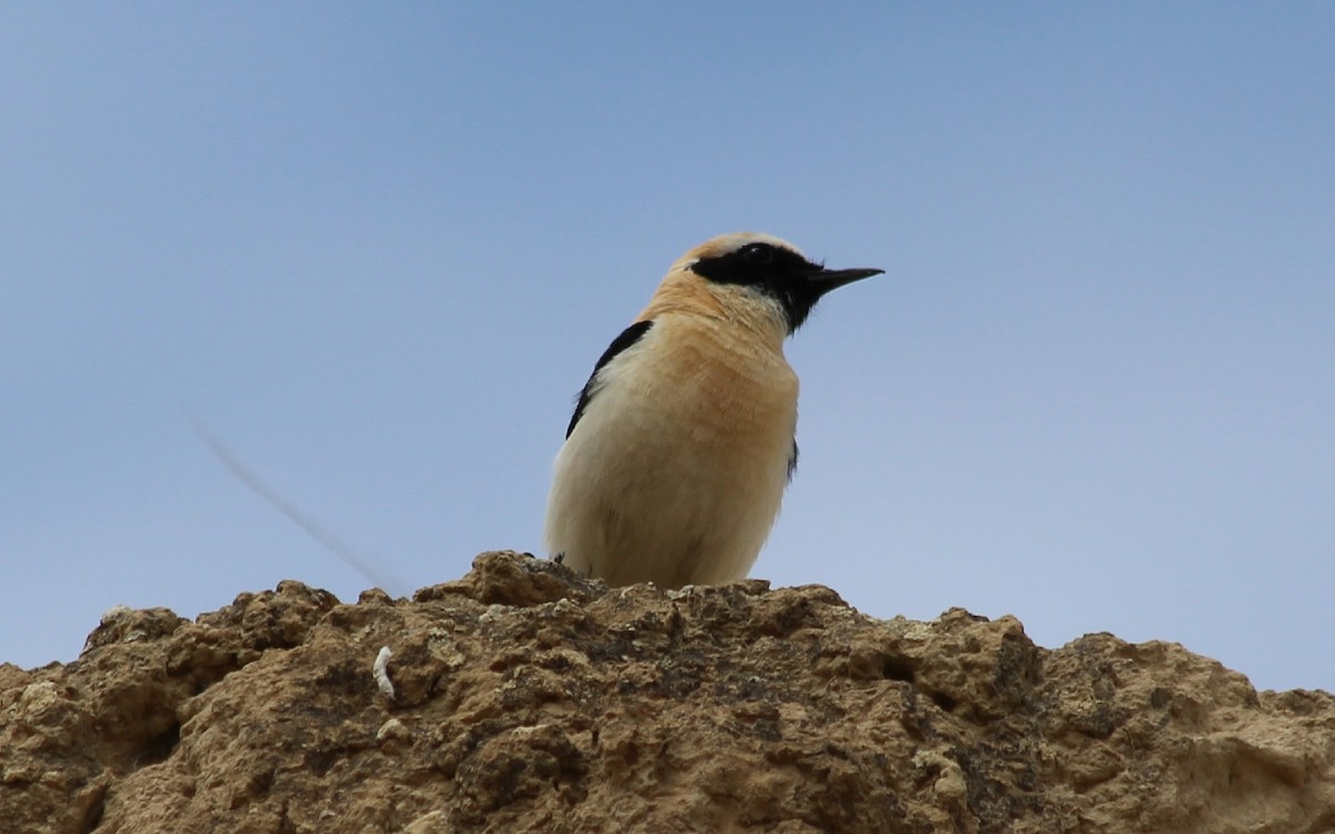 Western Black-eared Wheatear - ML569986351