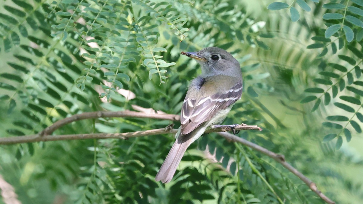 Least Flycatcher - ML569987161