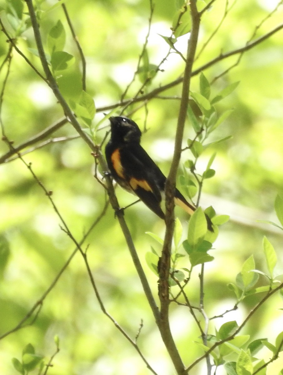 American Redstart - ML569988181