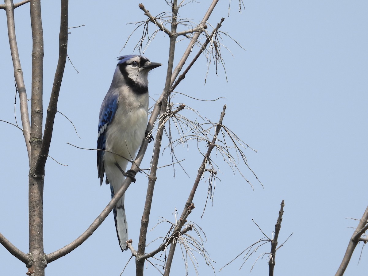 Blue Jay - C Douglas