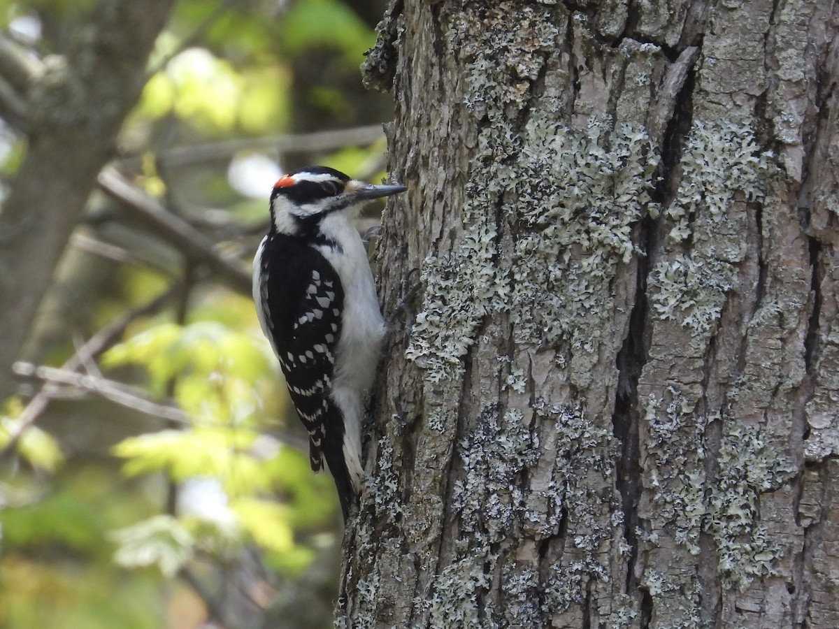 Hairy Woodpecker - C Douglas