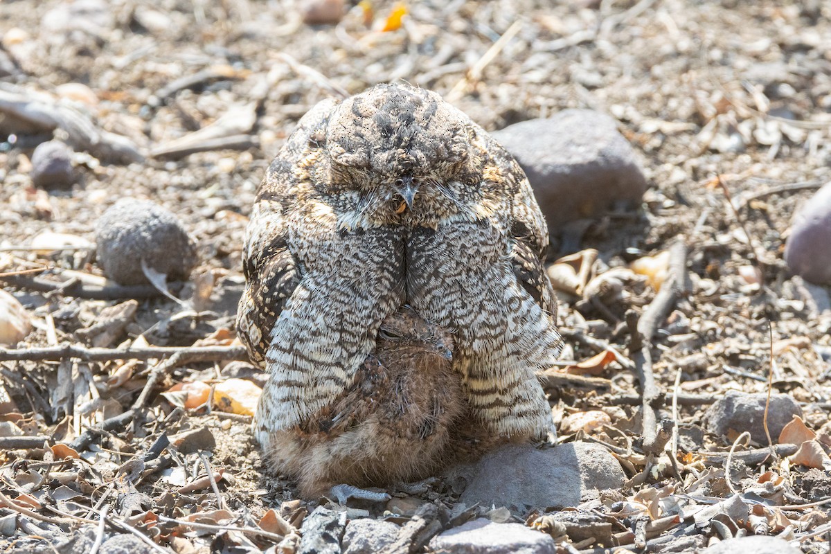 Chotacabras Hindú - ML569990391