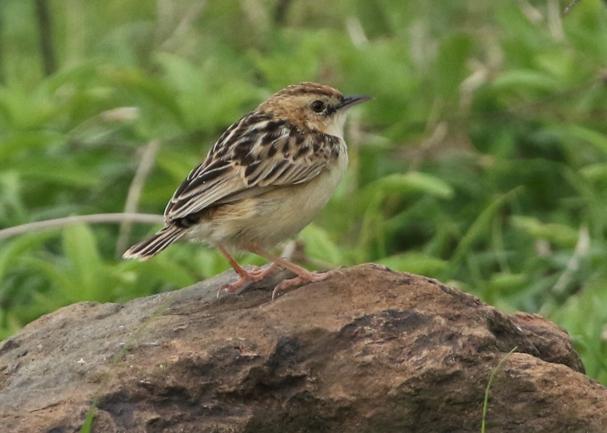 Pectoral-patch Cisticola - Dean LaTray