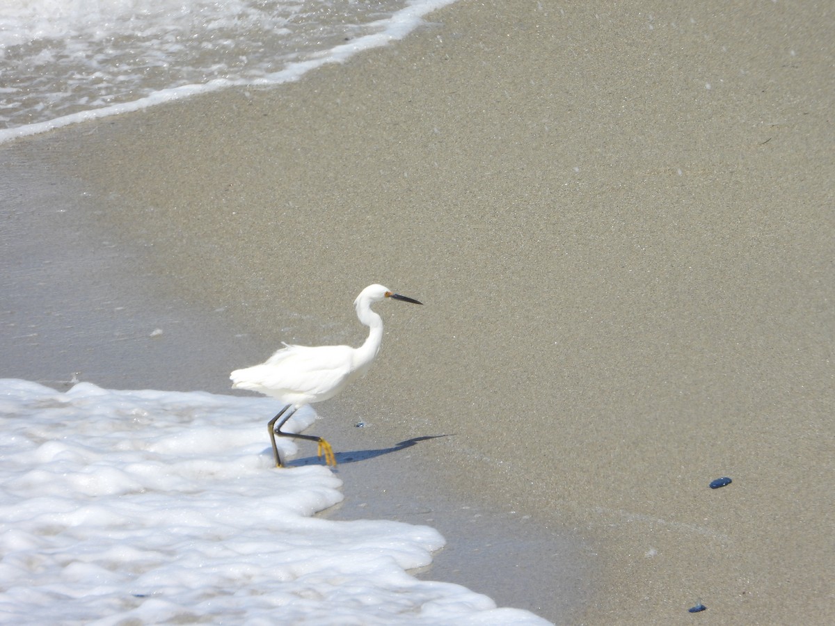 Snowy Egret - ML569992461