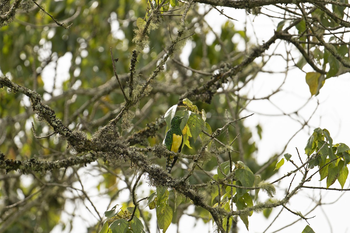African Emerald Cuckoo - ML569993421