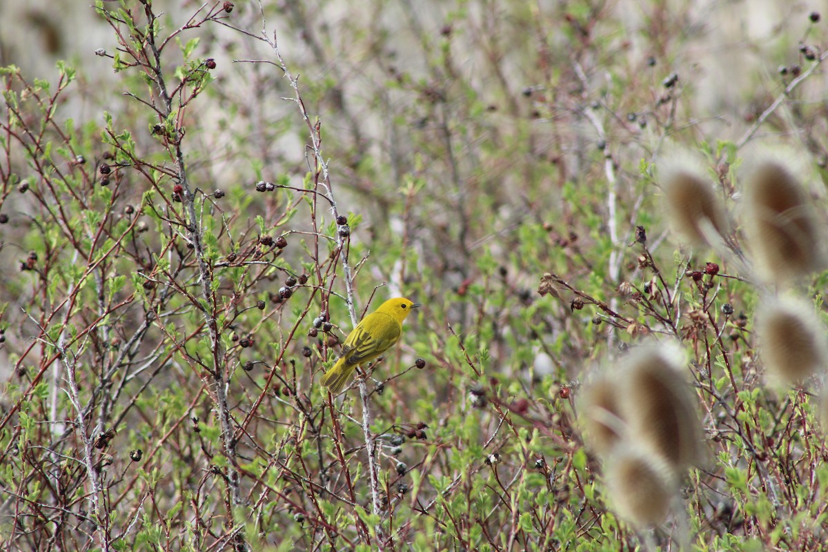 Yellow Warbler - ML569994901