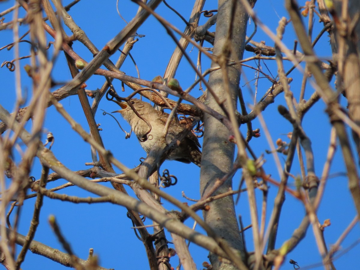 House Wren - Tania Mohacsi